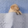 image:imageCozy Bliss Deluxe Leakproof Cooling Blanket for Small Dogs QMax 05 Soft amp Durable Washable Pet Cooling Mat for Hot Weather Livingroom Pet Throw amp Couch Protector for Cats Charcoal Grey 25x35Heather Silver Grey