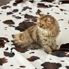 image:imageCozy Bliss Leopard Print Fuzzy Throw Blanket for Couch amp Bed Thick Soft Warm Fleece Blankets for Room Decor for Kids Women Men Girls Khaki Brown Cheetah 5060Black Brown