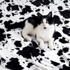 image:imageCozy Bliss Leopard Print Fuzzy Throw Blanket for Couch amp Bed Thick Soft Warm Fleece Blankets for Room Decor for Kids Women Men Girls Khaki Brown Cheetah 5060Black White